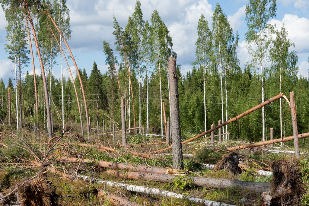 Myrsky on kaatanut puita metsässä.