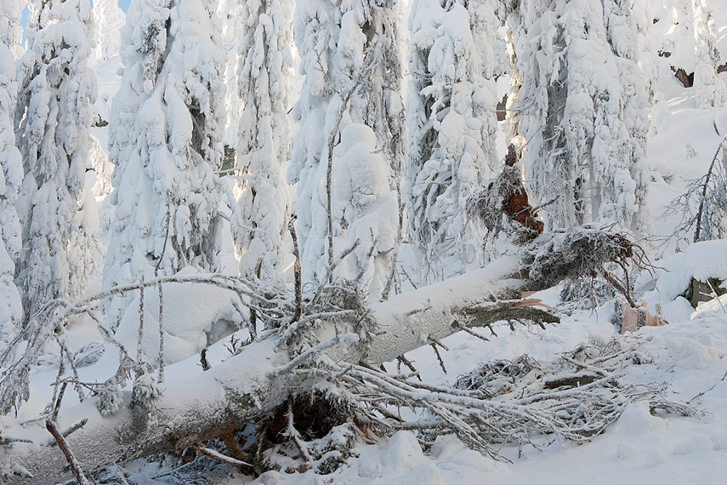 Tykkylumen painosta kaatunut puu metsästä.